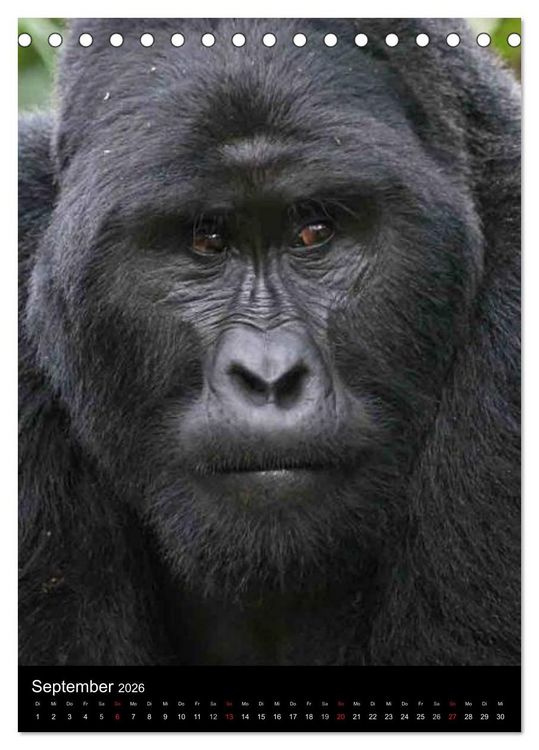 Produktbild: Gorillas (Tischkalender 2026 DIN A5 hoch), CALVENDO Monatskalender
