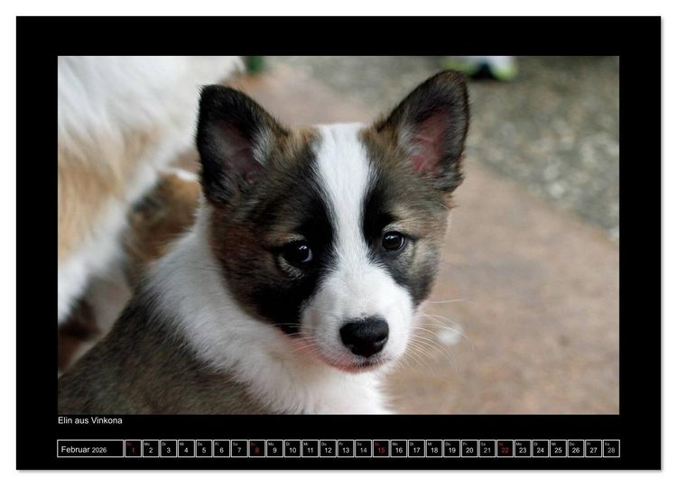 Produktbild: Islandhund - Welpen / CH-Version (Tischkalender 2026 DIN A5 quer), CALVENDO Monatskalender