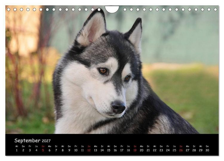 Produktbild: Huskys - Traumhunde (Wandkalender 2027 DIN A4 quer), CALVENDO Monatskalender