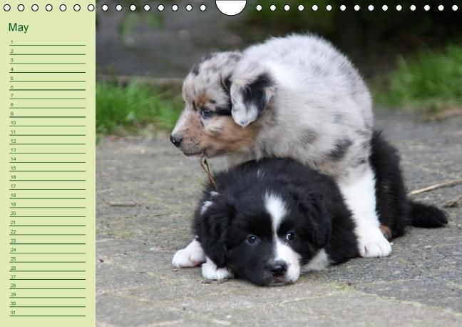 Produktbild: Puppies Birthday Calendar / UK-Version (Wall Calendar perpetual DIN A4 Landscape)