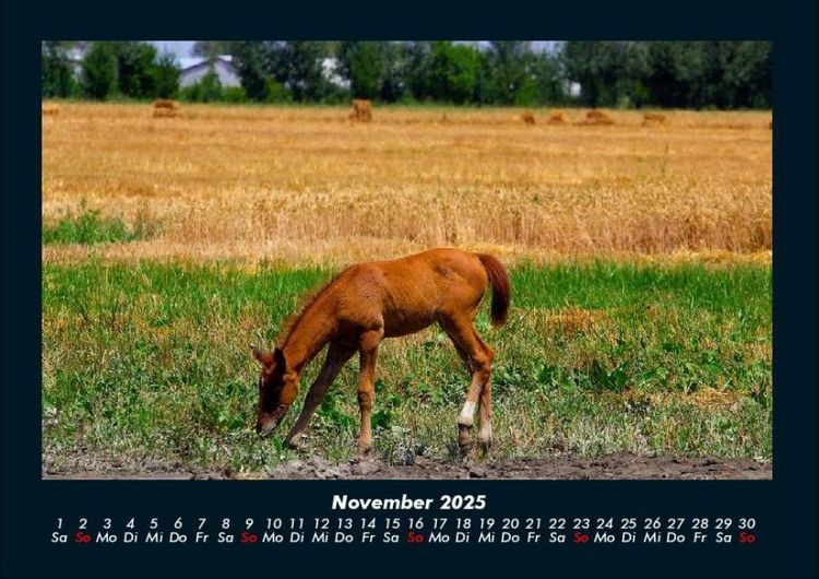 Produktbild: Pferde Kalender 2025 Fotokalender DIN A4