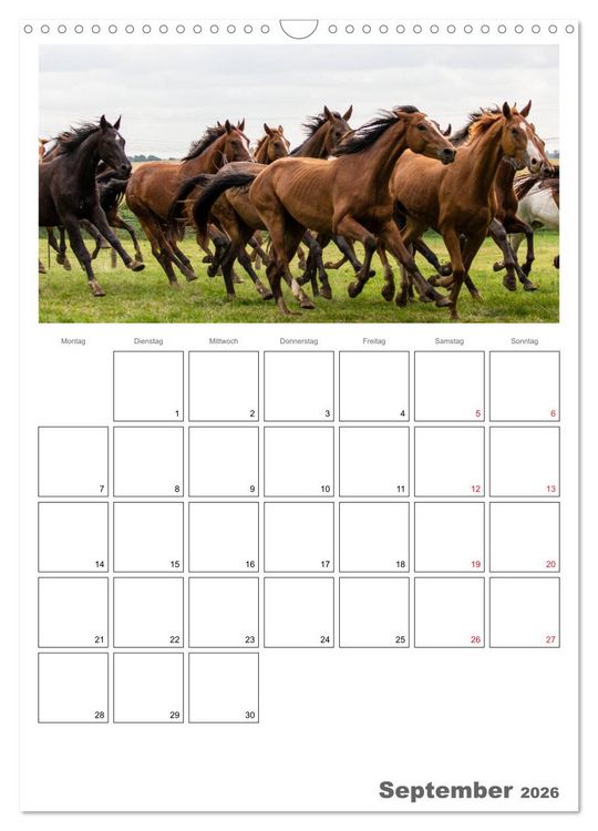 Produktbild: Pferde - Kameraden mit vier Hufen (Wandkalender 2026 DIN A3 hoch), CALVENDO Monatskalender