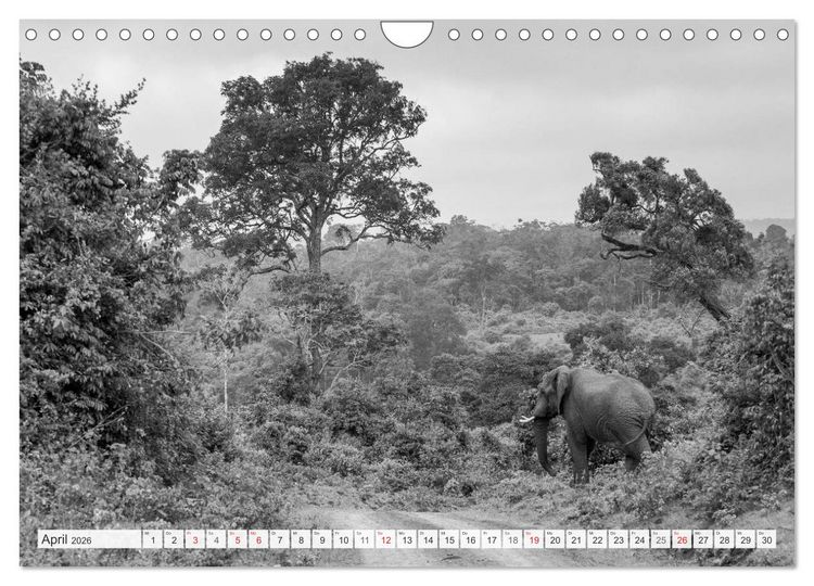 Produktbild: Emotionale Momente: Elefanten in black & white (Wandkalender 2026 DIN A4 quer), CALVENDO Monatskalender