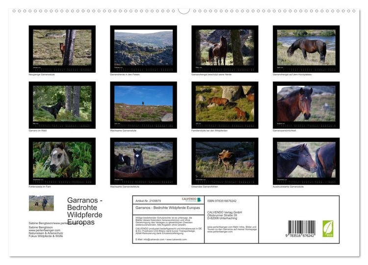 Produktbild: Garranos - Bedrohte Wildpferde Europas (hochwertiger Premium Wandkalender 2026 DIN A2 quer), Kunstdruck in Hochglanz