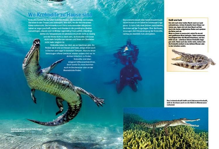 Produktbild: Entdecke die Krokodile