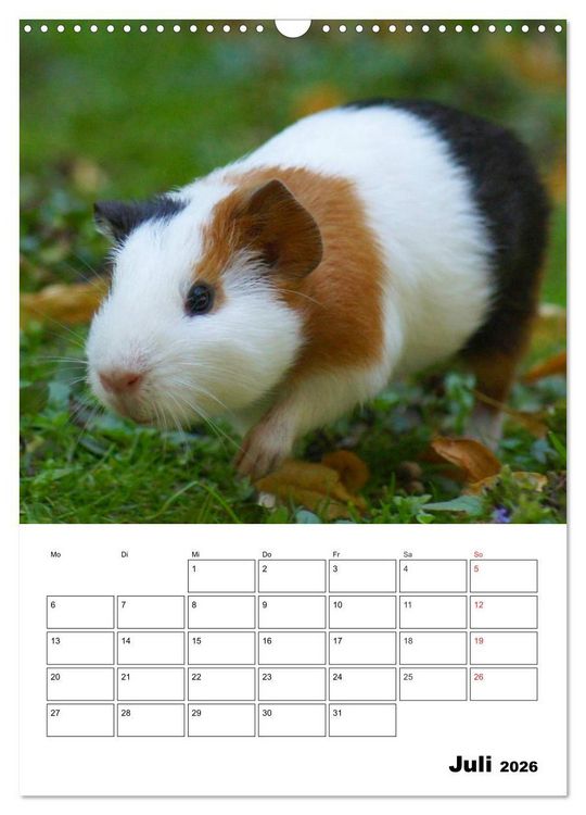 Produktbild: Meerschweinchen Terminplaner (Wandkalender 2026 DIN A3 hoch), CALVENDO Monatskalender