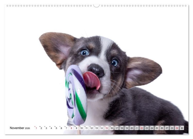 Produktbild: Charakterk&ouml;pfe zum verlieben (Wandkalender 2026 DIN A2 quer), CALVENDO Monatskalender