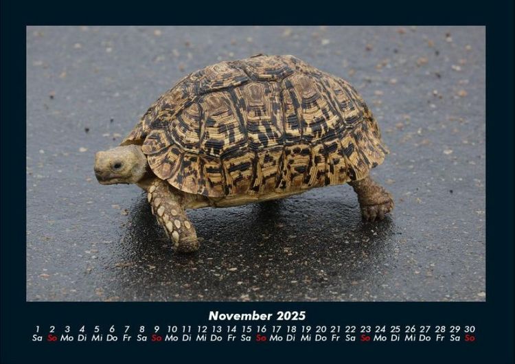 Produktbild: Schildkr&ouml;tenzauber 2025 Fotokalender DIN A4
