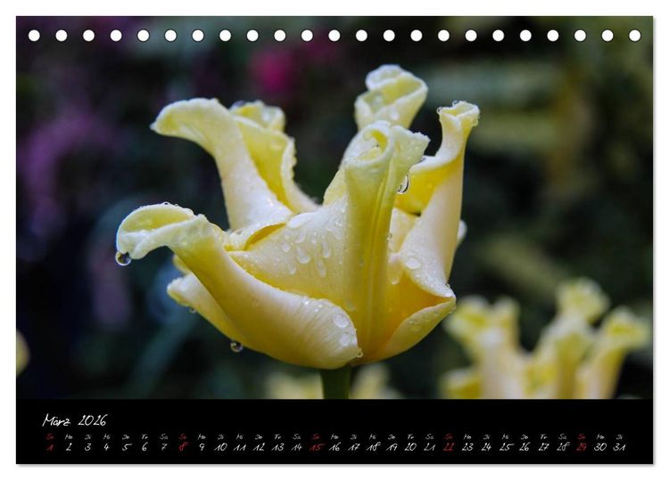 Produktbild: Butchart Gardens 2026 (Tischkalender 2026 DIN A5 quer), CALVENDO Monatskalender