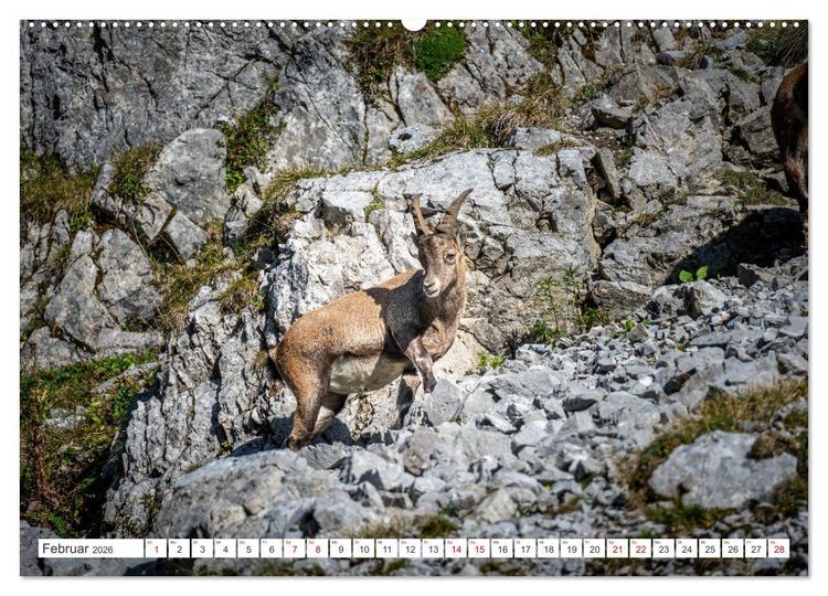 Produktbild: Steinb&ouml;cke - Majest&auml;tische Tiere der Alpen (hochwertiger Premium Wandkalender 2026 DIN A2 quer), Kunstdruck in Hochglanz