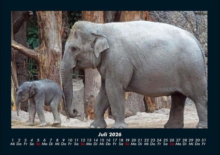 Produktbild: Elefanten - Die sanften Riesen Afrikas 2026 Fotokalender DIN A4