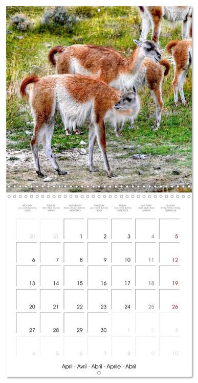 Produktbild: Patagonia National Parks (Wall Calendar 2026 12 &times; 12 Inch) CALVENDO 12 Month Wall Calendar