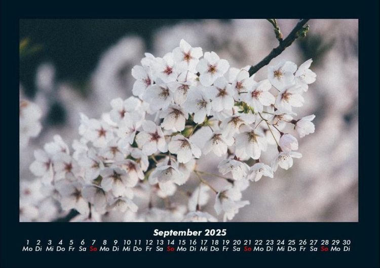 Produktbild: Blumenkalender 2025 Fotokalender DIN A4