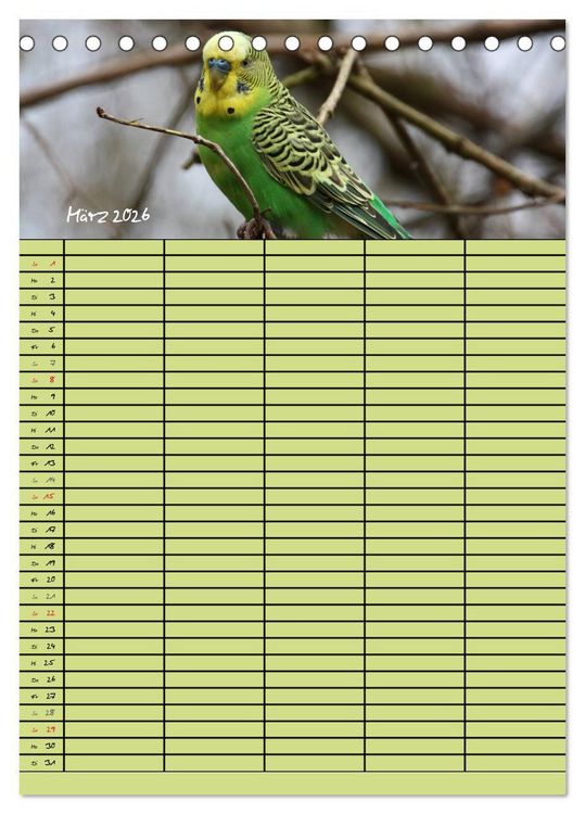 Produktbild: Der Wellensittich-Familienplaner (Tischkalender 2026 DIN A5 hoch), CALVENDO Monatskalender