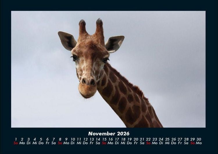 Produktbild: Giraffen 2026 Fotokalender DIN A4
