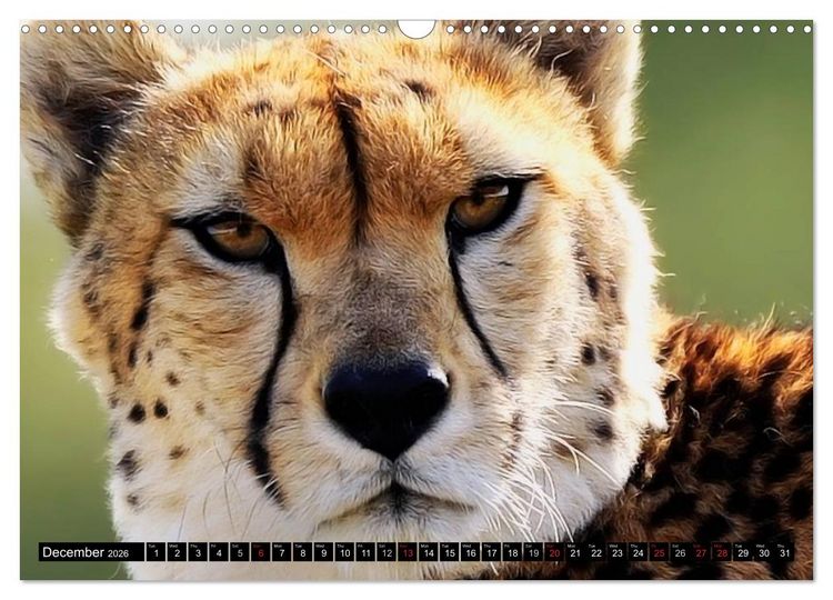 Produktbild: Big Cats &bull; Faces of the most beautiful predators (Wall Calendar 2026 DIN A3 landscape), CALVENDO 12 Month Wall Calendar