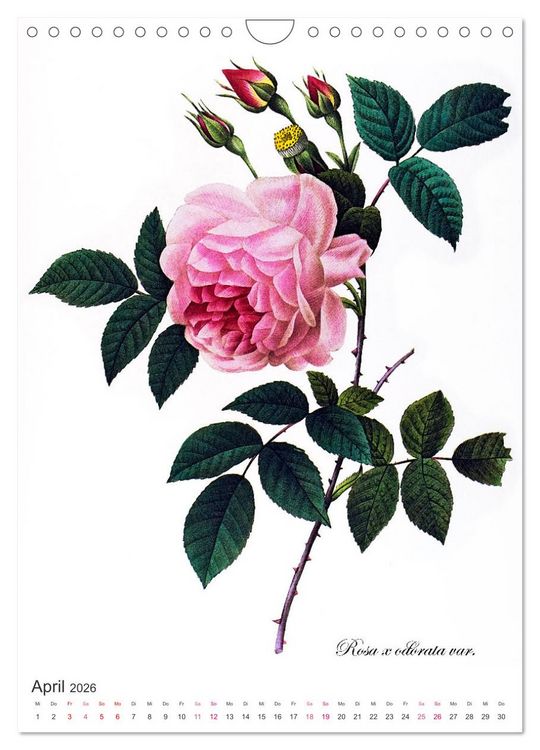 Produktbild: Rosen-Jahr (Wandkalender 2026 DIN A4 hoch), CALVENDO Monatskalender