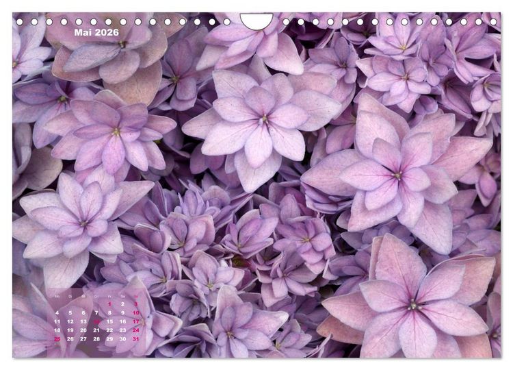 Produktbild: Himmlische Hortensien (Wandkalender 2026 DIN A4 quer), CALVENDO Monatskalender