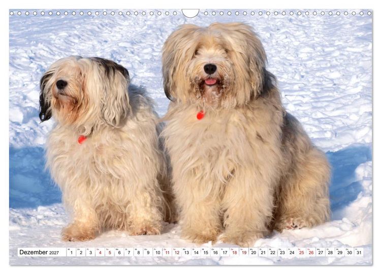 Produktbild: Tibet-Terrier - Eine Hunderasse mit Charakter (Wandkalender 2027 DIN A3 quer), CALVENDO Monatskalender