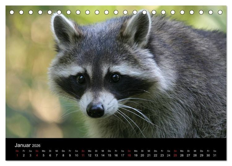 Produktbild: Waschb&auml;ren (Tischkalender 2026 DIN A5 quer), CALVENDO Monatskalender