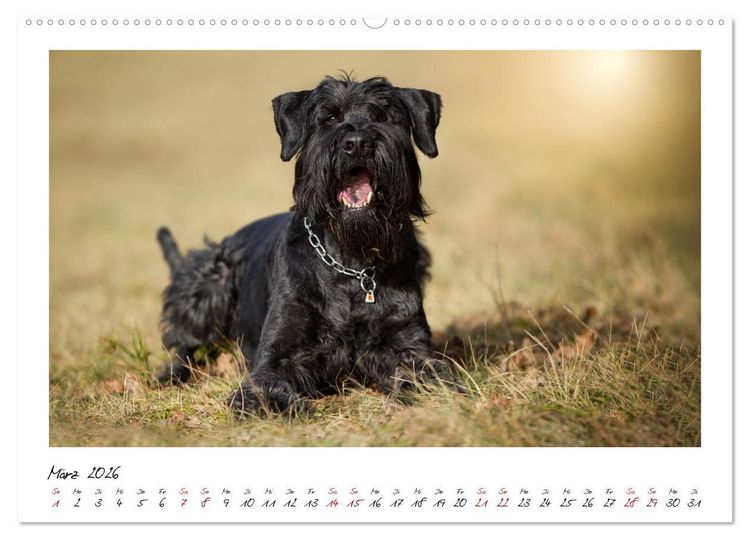 Produktbild: Mit dem Riesenschnauzer durch das Jahr (Wandkalender 2026 DIN A2 quer), CALVENDO Monatskalender