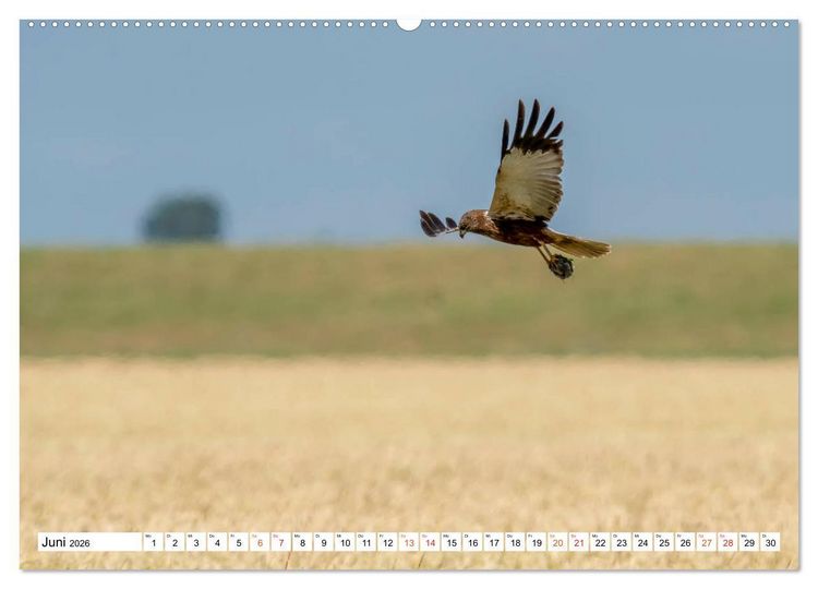 Produktbild: Heimische GREIFV&Ouml;GEL Adler Milan Bussard Weihe Sperber (Wandkalender 2026 DIN A2 quer), CALVENDO Monatskalender