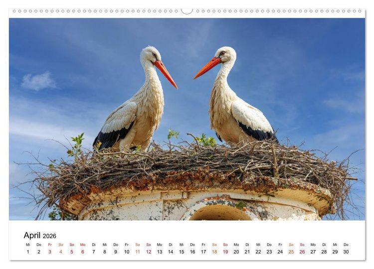 Produktbild: St&ouml;rche - Zeit f&uuml;r sch&ouml;ne Augenblicke (Wandkalender 2026 DIN A2 quer), CALVENDO Monatskalender