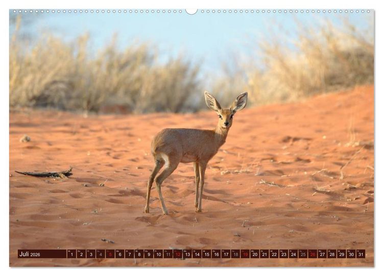Produktbild: Afrikas wilde Sch&ouml;nheiten (Wandkalender 2026 DIN A2 quer), CALVENDO Monatskalender