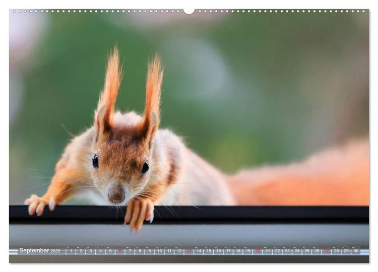 Produktbild: Eichh&ouml;rnchen am Fenster (Wandkalender 2026 DIN A2 quer), CALVENDO Monatskalender
