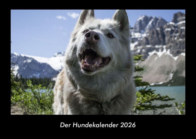 Produktbild: Der Hundekalender 2026 Fotokalender DIN A3