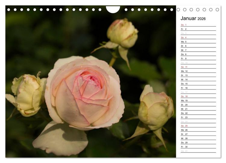 Produktbild: Zauberhafte Rosen (Wandkalender 2026 DIN A4 quer), CALVENDO Monatskalender