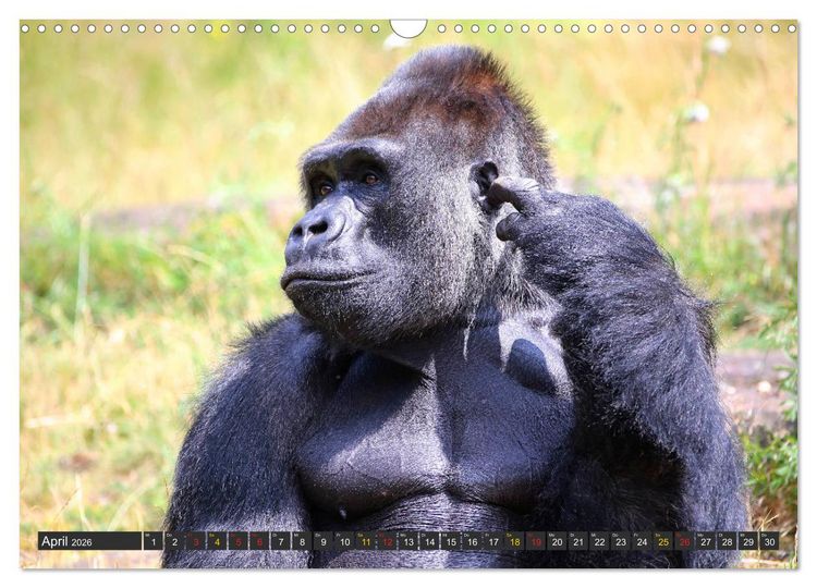 Produktbild: Flachlandgorillas in Apenheul (Wandkalender 2026 DIN A3 quer), CALVENDO Monatskalender