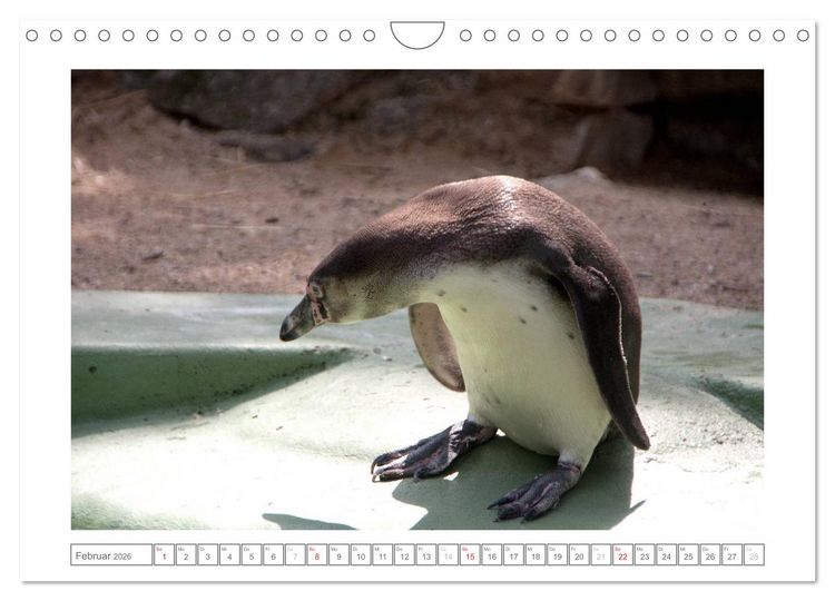 Produktbild: Tiere im Zoo (Wandkalender 2026 DIN A4 quer), CALVENDO Monatskalender
