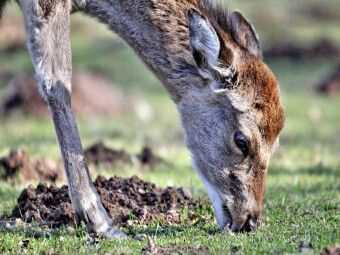 Produktbild: CALVENDO Puzzle Der Sikahirsch - Der kleine Asiat in unseren W&auml;ldern | 1000 Teile Lege-Gr&ouml;&szlig;e 64x48cm Foto-Puzzle f&uuml;r gl&uuml;ckliche Stunden