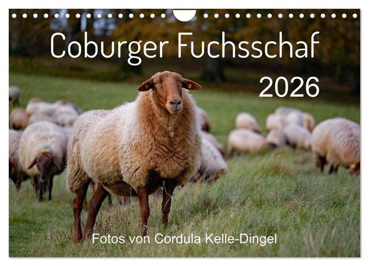 Produktbild: Coburger Fuchsschaf (Wandkalender 2026 DIN A4 quer), CALVENDO Monatskalender