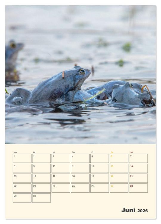 Produktbild: Moorfrosch Geheimnisse &ndash; Farben, Flirts & Froschkonzerte - Tanja Riedel (Wandkalender 2026 DIN A4 hoch), CALVENDO Monatskalender