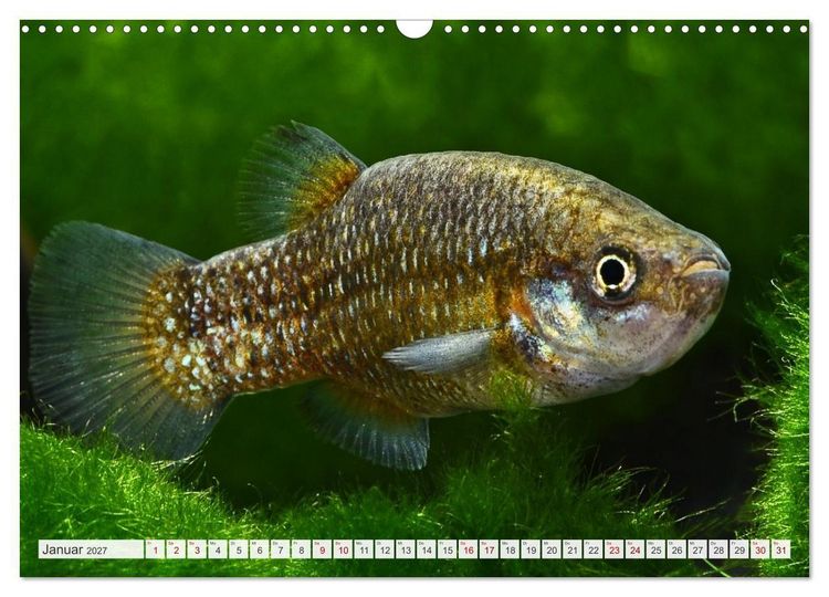 Produktbild: Outdoor-Aquaristik (Wandkalender 2027 DIN A3 quer), CALVENDO Monatskalender