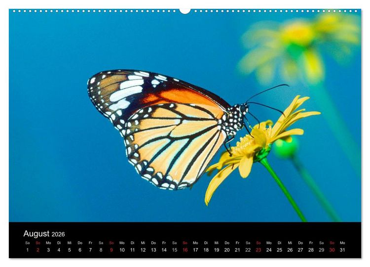 Produktbild: Schmetterlinge (Wandkalender 2026 DIN A2 quer), CALVENDO Monatskalender