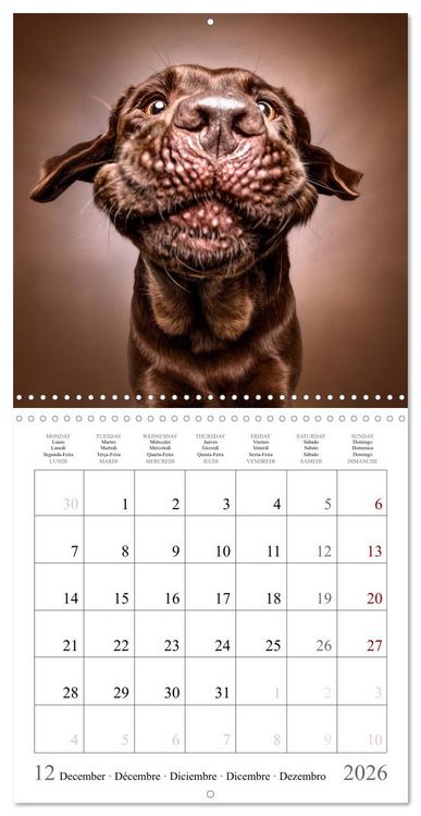 Produktbild: Funny Dog Faces (Wall Calendar 2026 12 &times; 12 Inch) CALVENDO 12 Month Wall Calendar