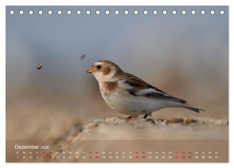 Produktbild: V&ouml;gel an Deutschlands K&uuml;sten (Tischkalender 2026 DIN A5 quer), CALVENDO Monatskalender