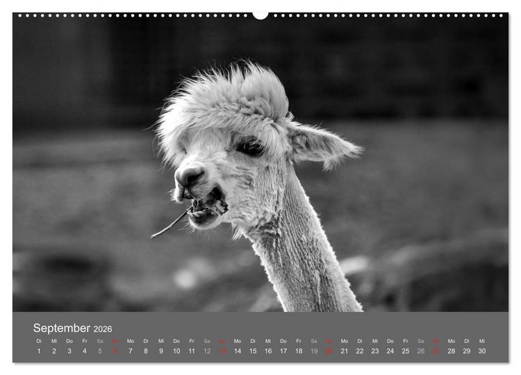 Produktbild: Tierische Augenblicke in Schwarz-Wei&szlig; (hochwertiger Premium Wandkalender 2026 DIN A2 quer), Kunstdruck in Hochglanz