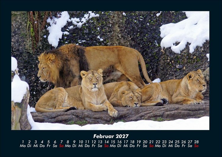 Produktbild: L&ouml;wen in der Wildnis 2027 Fotokalender DIN A4