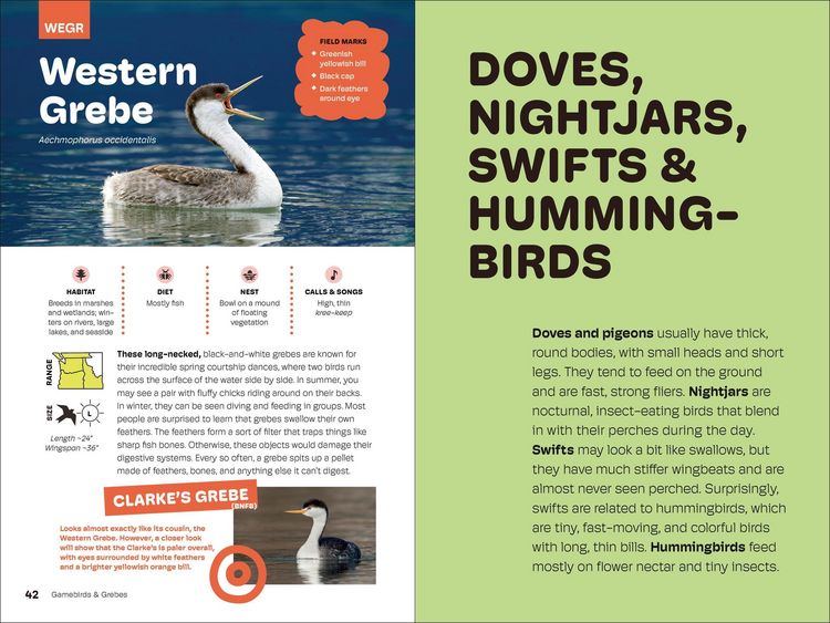 Produktbild: Birds of the Pacific Northwest for Kids