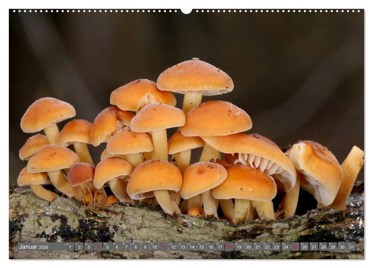 Produktbild: PILZE IM WALD (hochwertiger Premium Wandkalender 2026 DIN A2 quer), Kunstdruck in Hochglanz