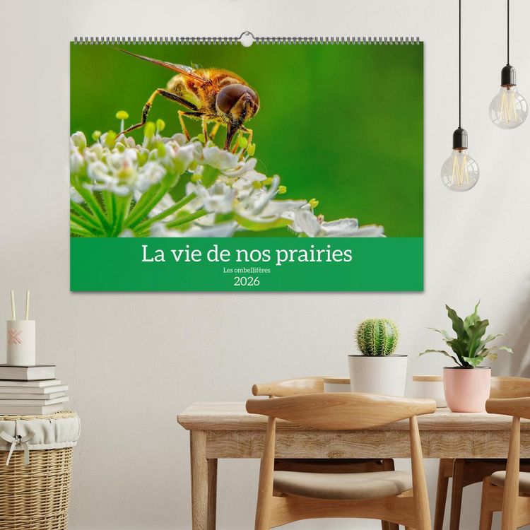 Produktbild: La vie de nos prairie, les ombellif&egrave;res (Calendrier mural 2026 DIN A2 vertical), CALVENDO calendrier mensuel