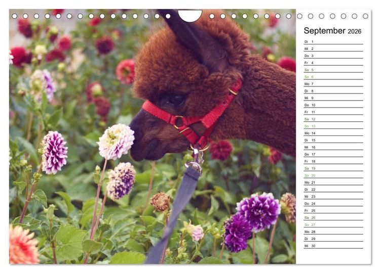 Produktbild: Alpakas im Paradies (Wandkalender 2026 DIN A4 quer), CALVENDO Monatskalender