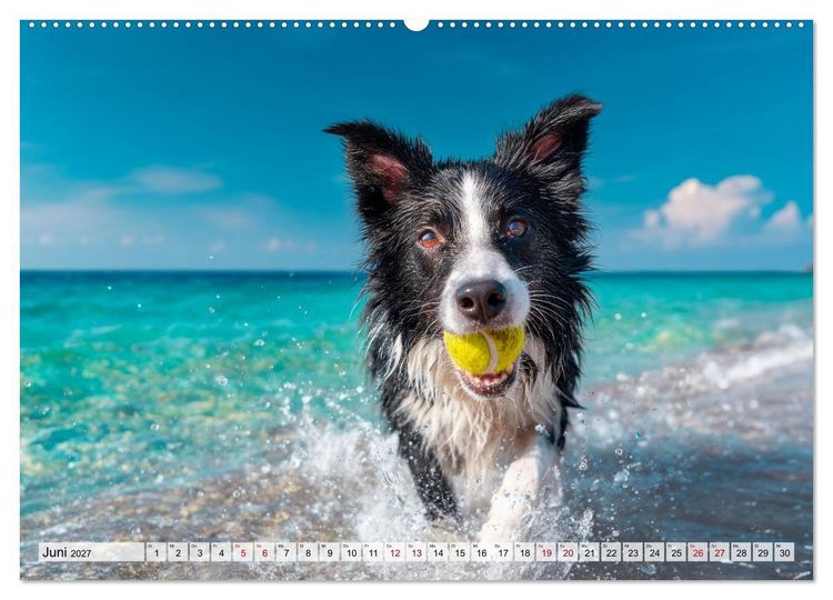 Produktbild: Border Collie - Magische Augenblicke (hochwertiger Premium Wandkalender 2027 DIN A2 quer), Kunstdruck in Hochglanz
