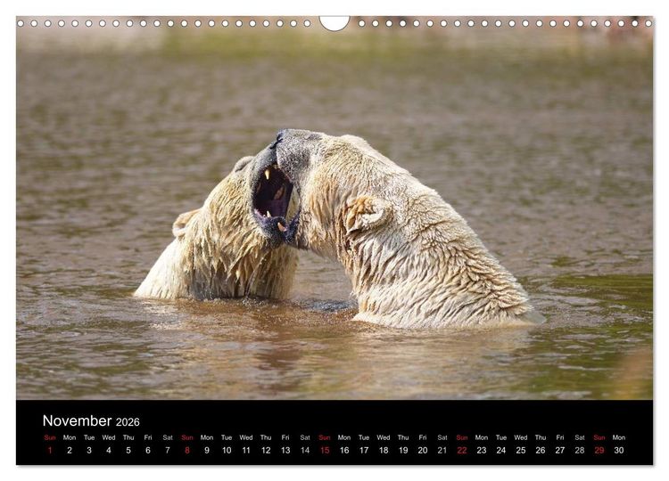 Produktbild: POLAR BEARS - ARCTIC LEGENDS (Wall Calendar 2026 DIN A3 landscape), CALVENDO 12 Month Wall Calendar