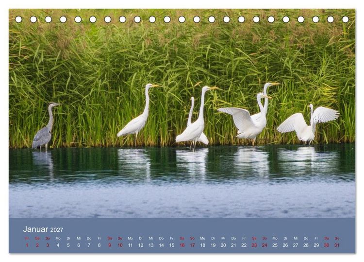 Produktbild: Reiher in der Elbmarsch (Tischkalender 2027 DIN A5 quer), CALVENDO Monatskalender