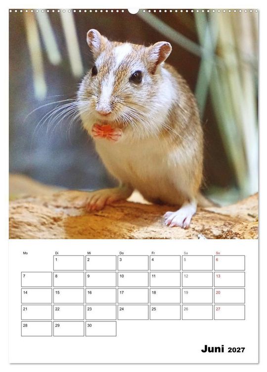 Produktbild: Mongolische Rennm&auml;use (Wandkalender 2027 DIN A2 hoch), CALVENDO Monatskalender